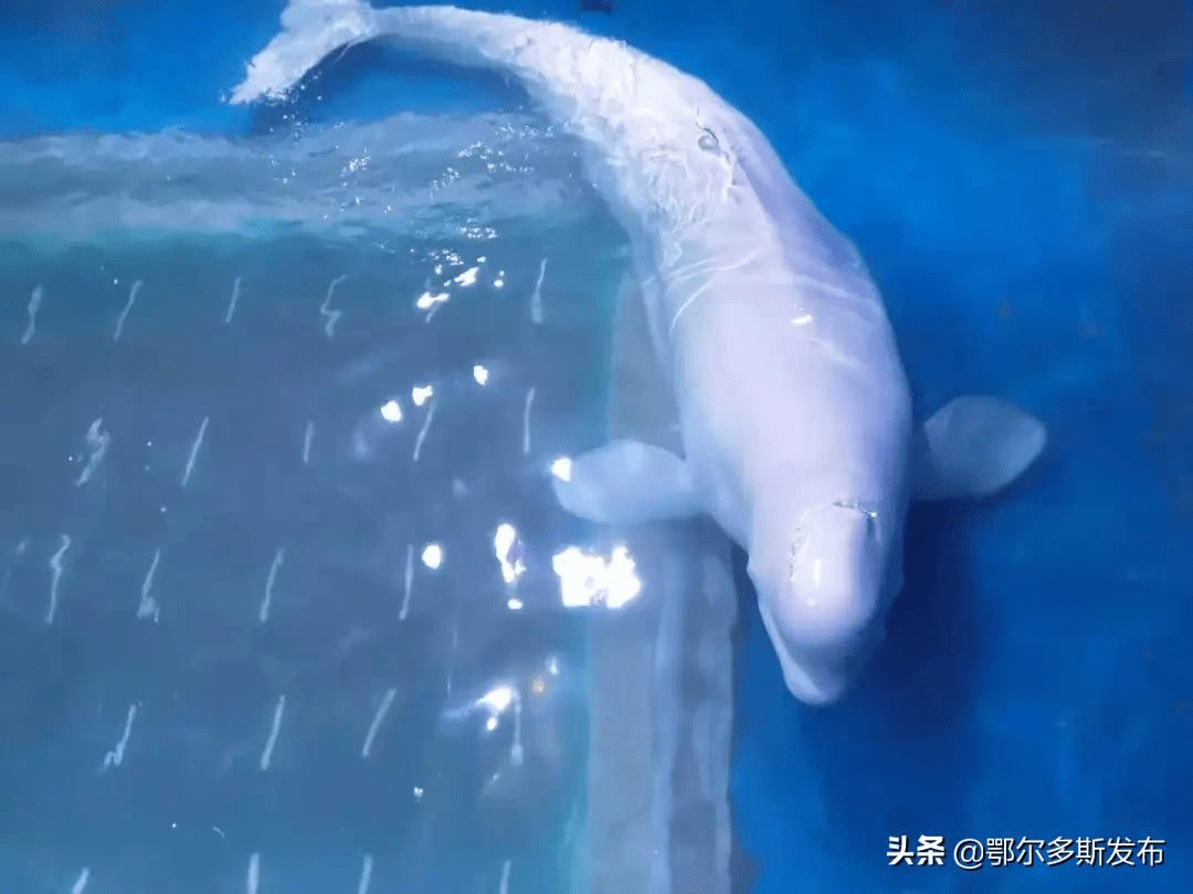 海豚游到咱鄂尔多斯了~_白鲸