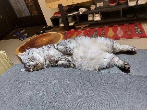 猫咪心事重重,辗转反侧睡不着觉