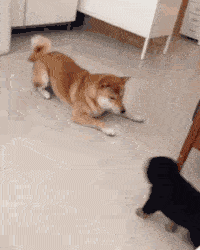 犯二的狗狗~你们一定是猴子派来的逗比