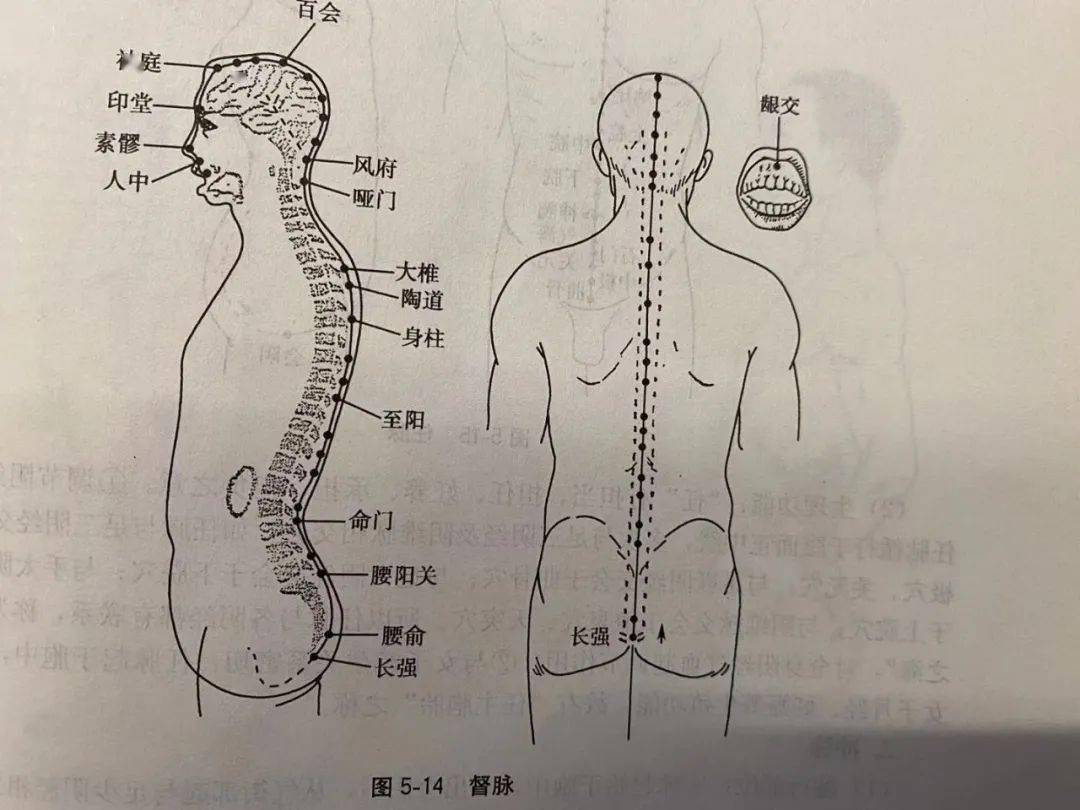 循行部位:任脉起始于胞中,下出回音,向前上