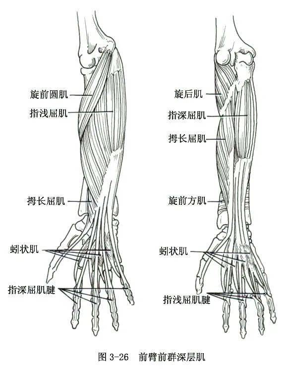 系统解剖线条绘图——骨骼肌