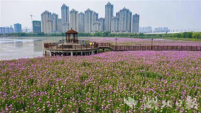 武汉市区水上花海惊艳亮相_杨春湖