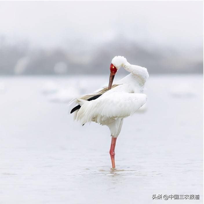 白鹤 东方白鹳 脸的颜色 红色 白色 站立收翅时的黑羽 看不到黑羽 看