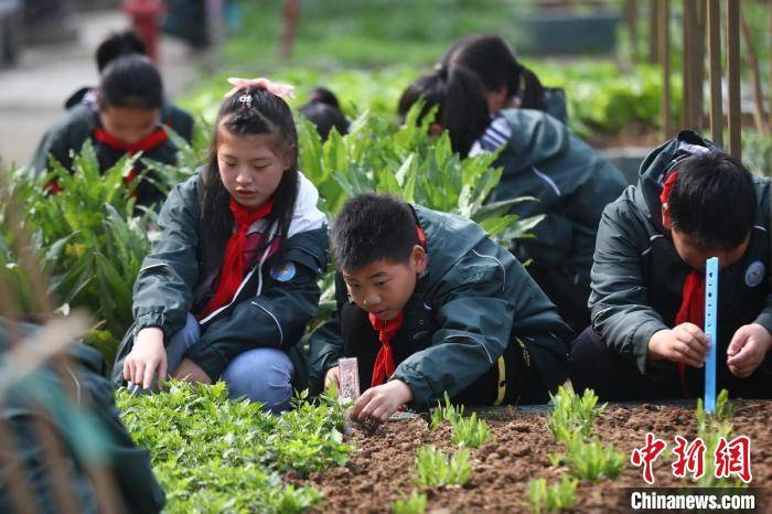 南京小学生走进菜园"乐植劳动"忙"农事"_种植