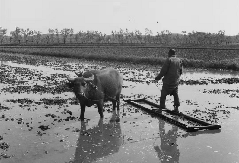 耙田先是顺土块倾斜的方向打圈耙,这样渣巴不易回翻,横耙,直耙.