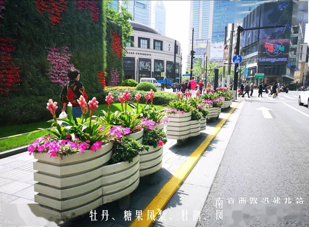 62万盆花花迎"五一!静安街头,真的太美啦!
