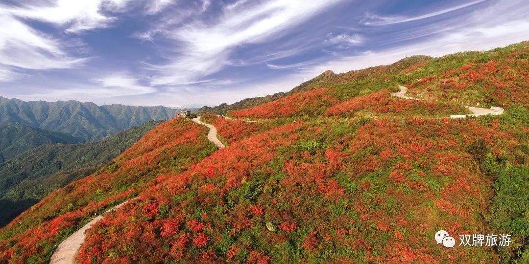 十万亩杜鹃花,花开正艳!