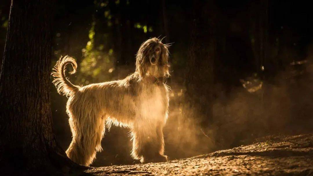 犬中"贵族"-阿富汗猎犬