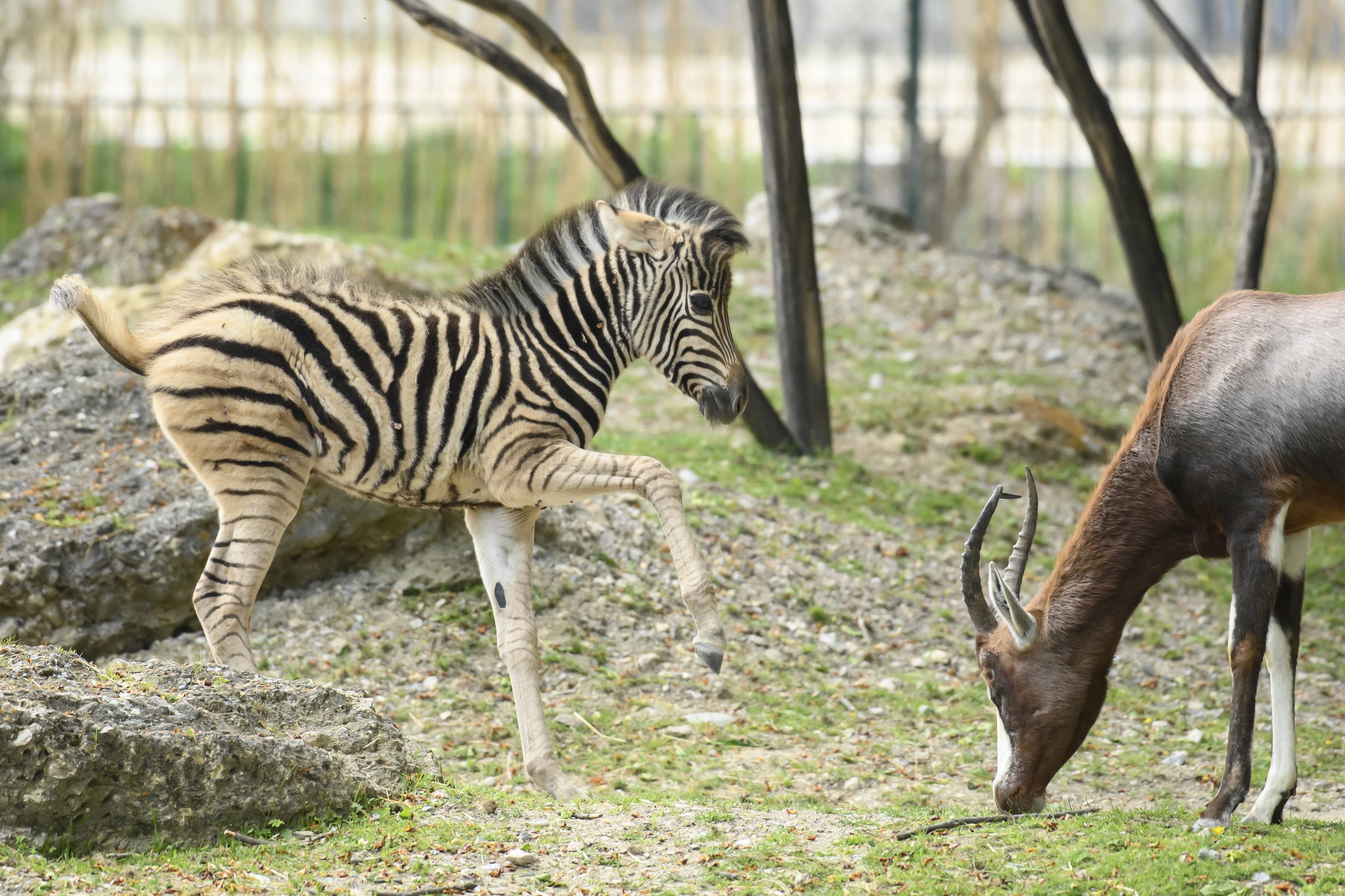 奥地利美泉宫动物园重新开放