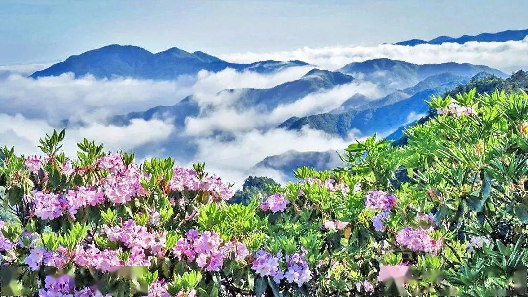 「杜鹃花开」5.9徒步霞客古道,华顶森林公园赏百亩千年高山云锦杜鹃