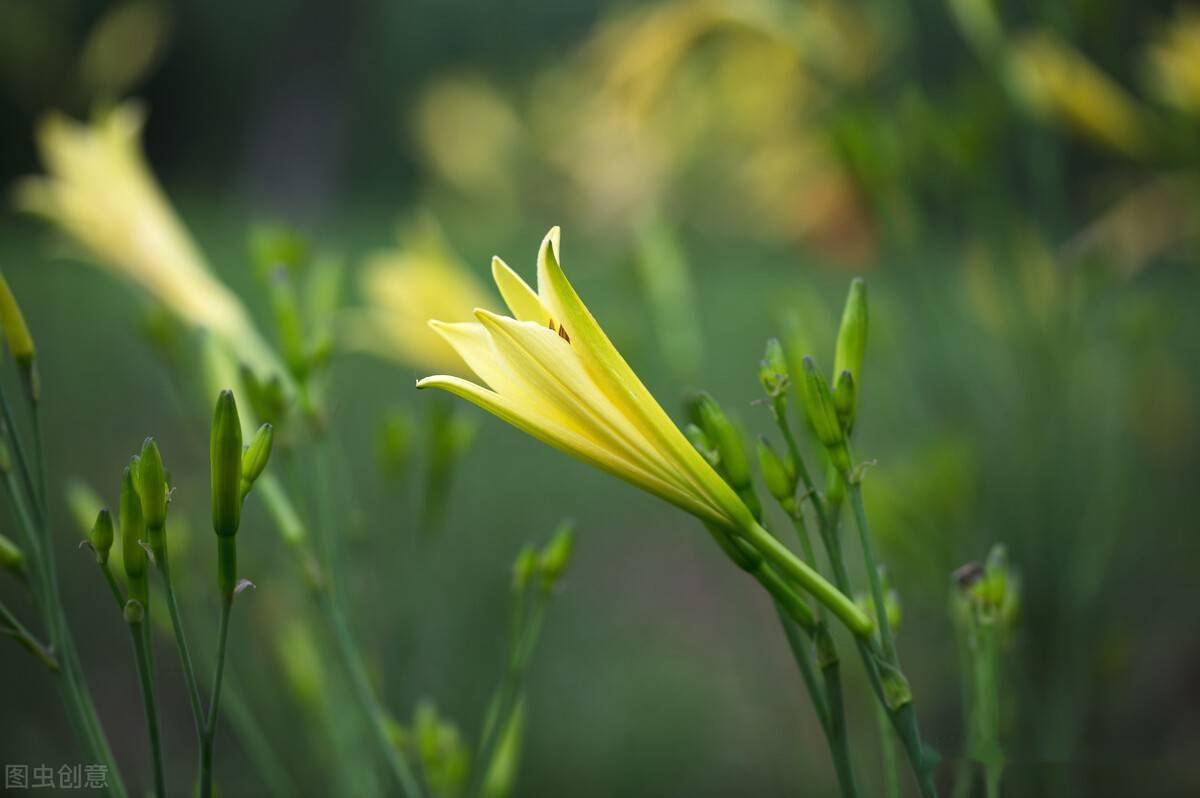 为啥常说黄花菜都凉了?明日黄花蝶也愁 萱草(汪汪)