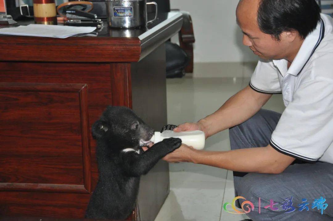 吴恙心中的生物多样性丨 亚洲黑熊_喻智勇