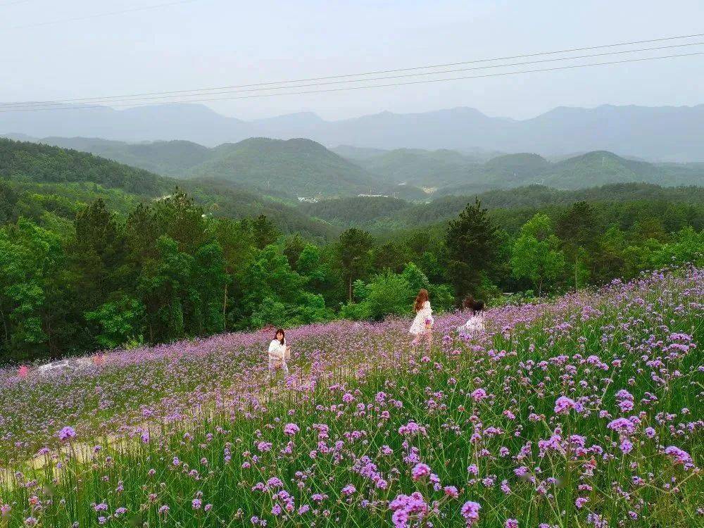 放眼远眺群山,风光一览无余花海点缀其中,一派田园诗意栖凤峡环境非常