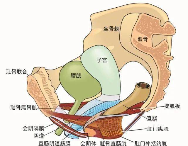 犹如一个吊床,把子宫,直肠和膀胱尿道托起来,子宫的周围有很多条韧带"