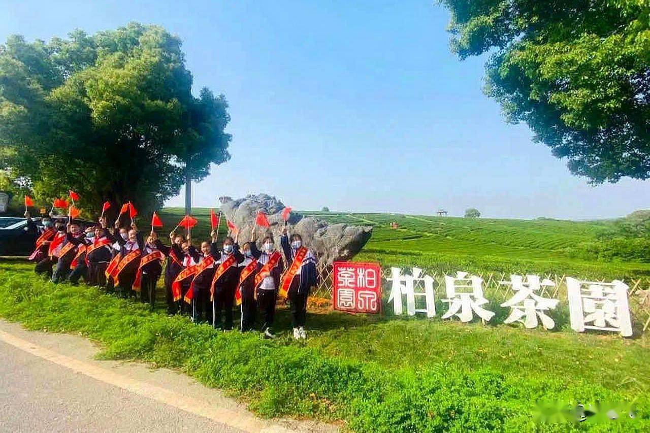 敬劳模"职业体验活动,学校部分学生走进柏泉玉屏山茶园,体验茶叶的种