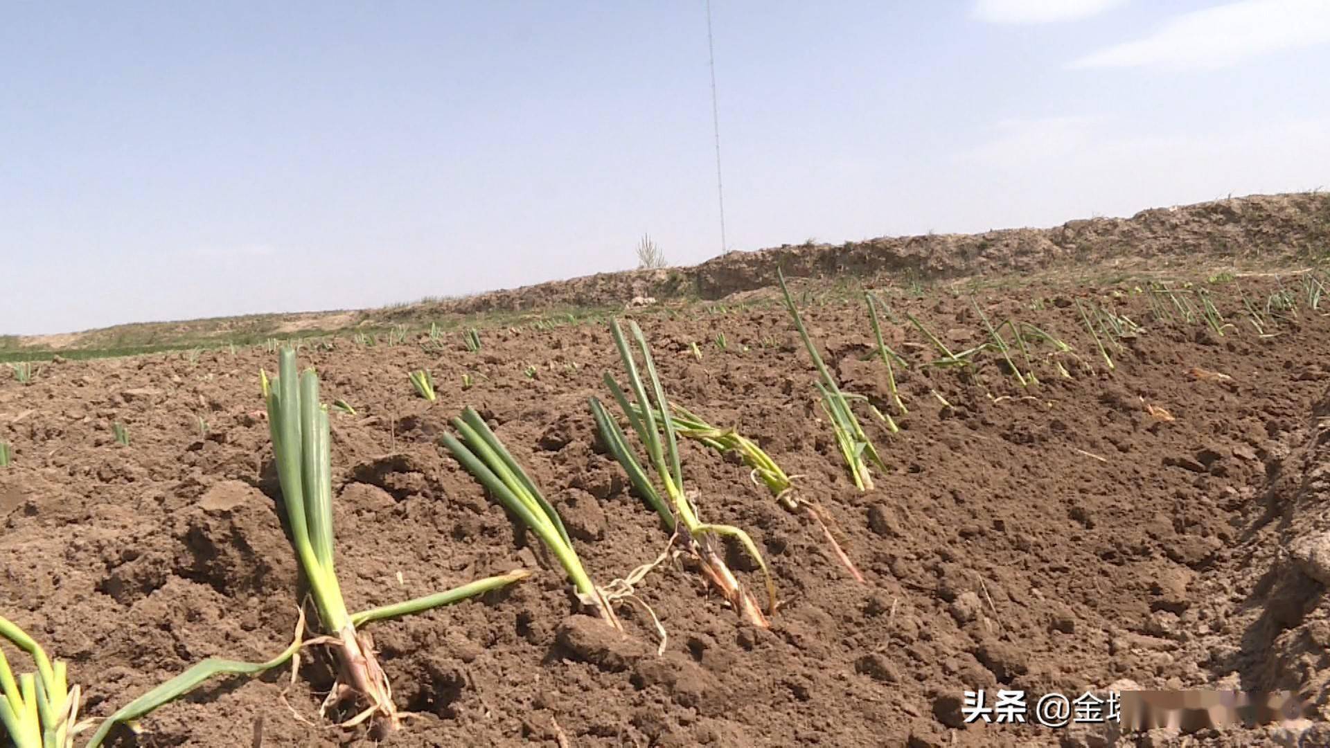 「春日会宁」 小红葱撑起乡村振兴"富民伞"_种植