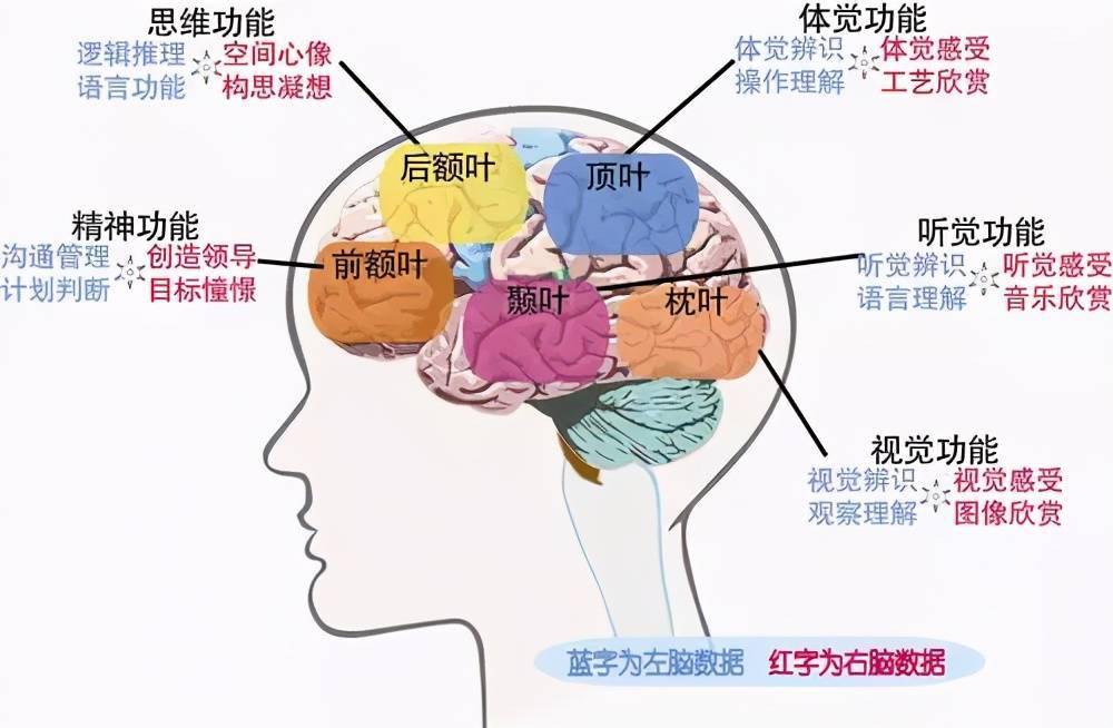 斯坦福大学在《关于儿童大脑发育研究报告》中指出 6-12岁是培养孩子