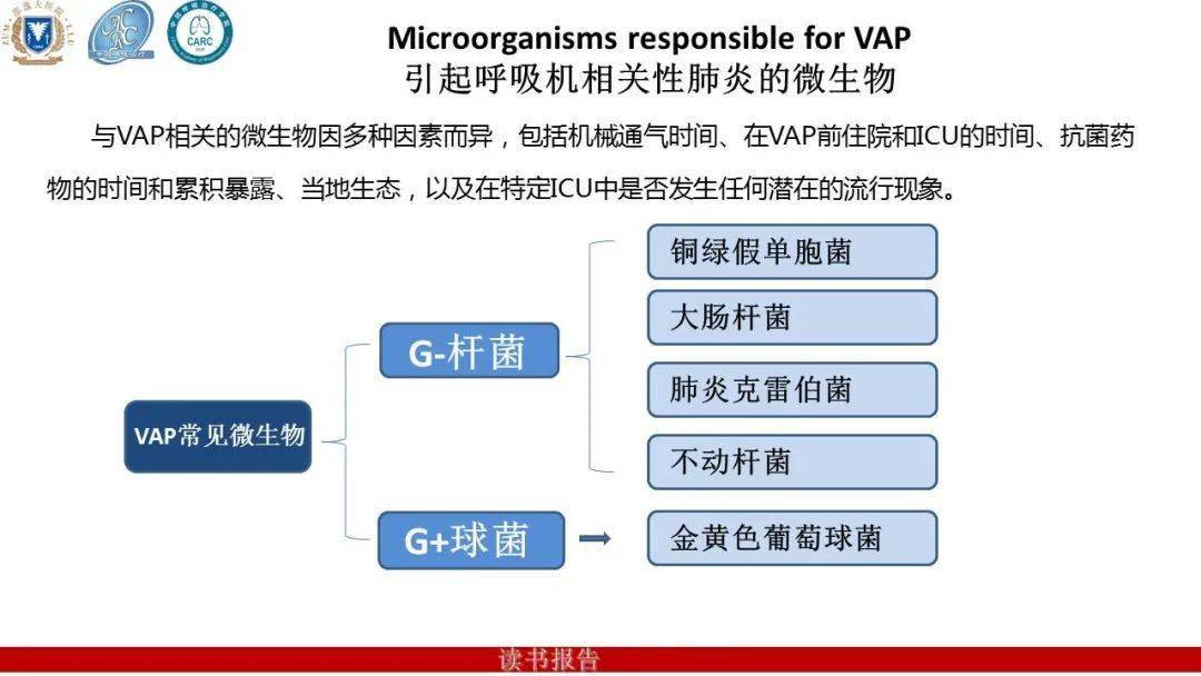 成人呼吸机相关性肺炎: 一篇叙述性综述