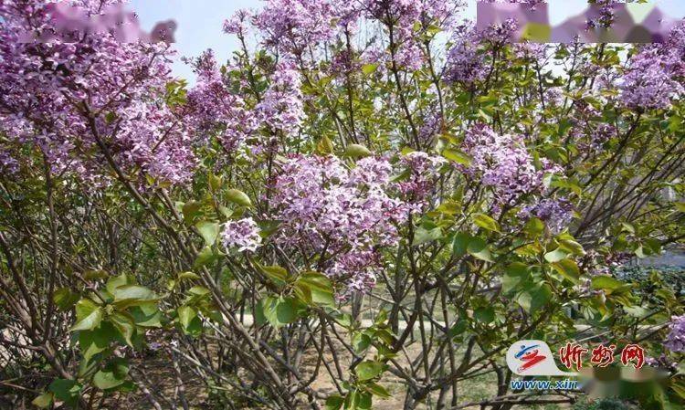 忻州市花,丁香馥郁.忻州一中,人才济济.