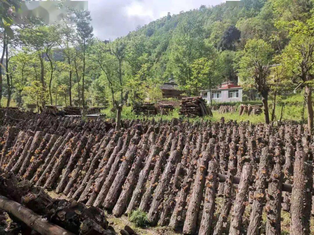 主导建立竹园村椴木木耳种植基地,经过几年的积累,目前以发展500余架