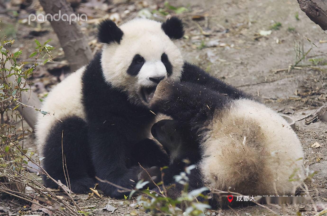 出彩滚滚芝春生是一只可甜可咸的大熊猫