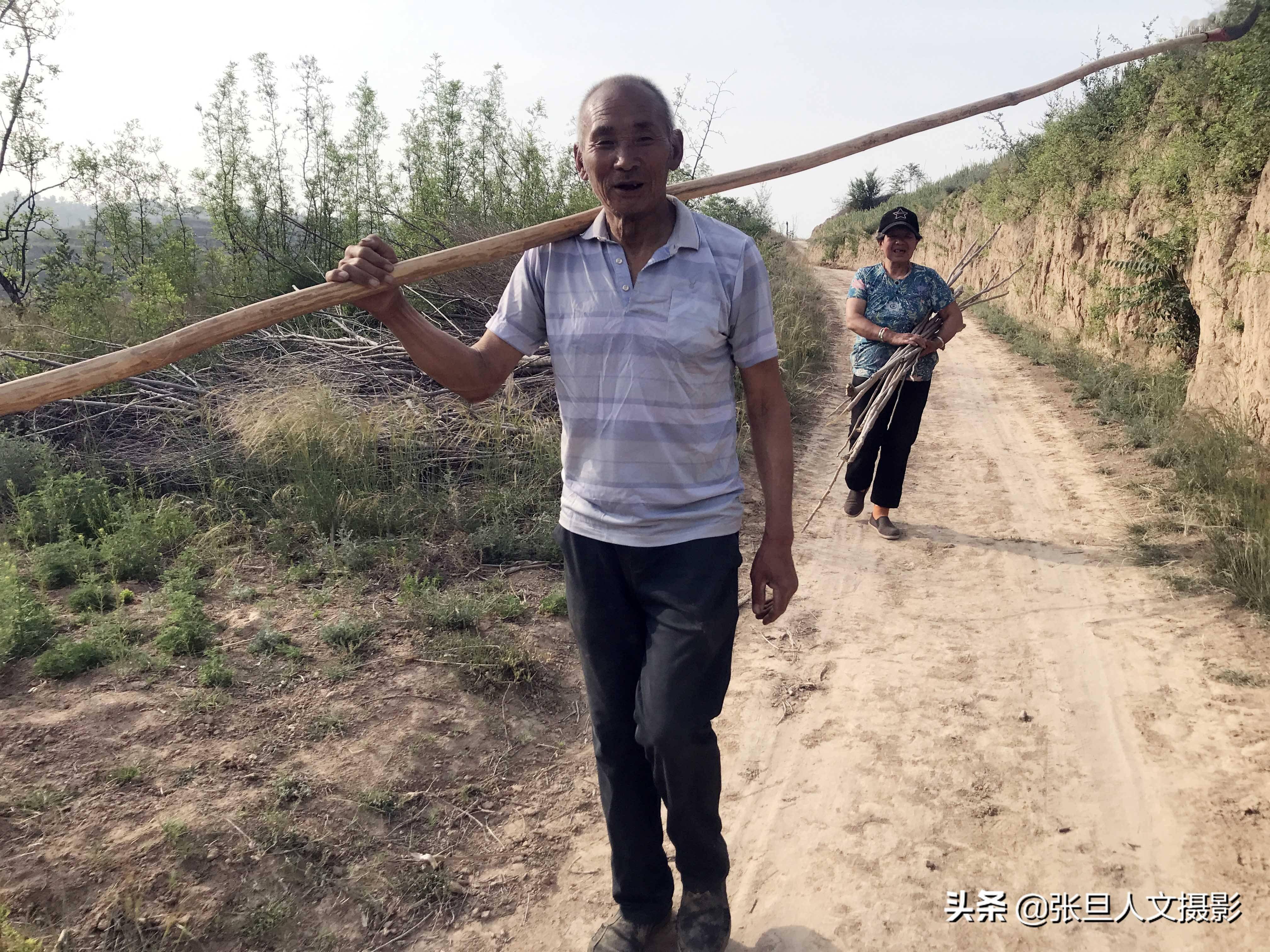 山西临汾大山里,七旬老汉养牛种地,与世隔绝,过着幸福