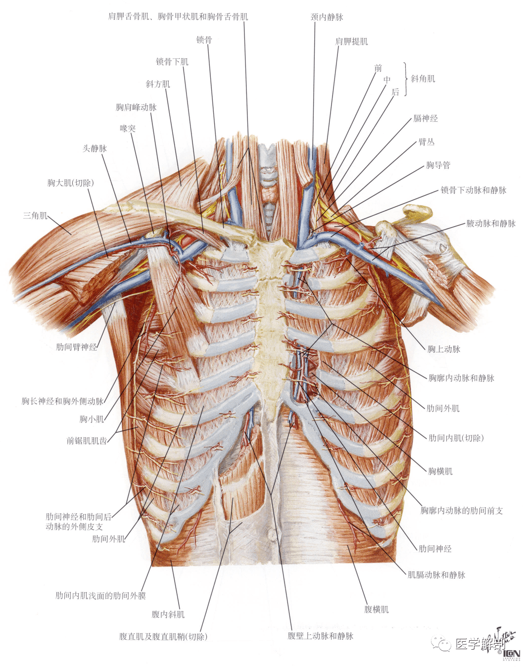 胸肌——前面观 本期题目(膈——腹腔面) (明天公布答案)  解剖是