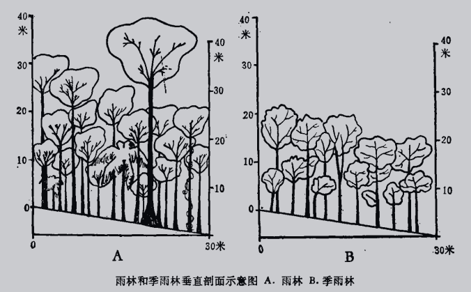 地理探究关于热带雨林的高考地理考点汇总附雨林与季雨林的区别有哪些