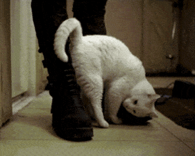 广受猫咪和狗子好评的摸头杀,背后究竟藏着什么原因呢