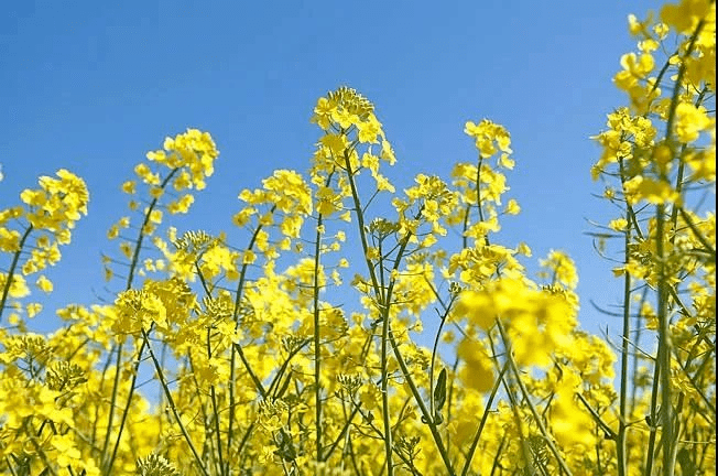 何必下江南顺义油菜花海又双叒叕盛放了快来打卡吧