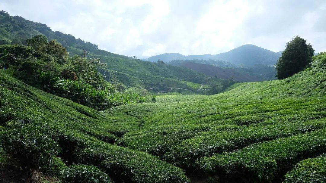 临沧凤庆3200年茶树王10公斤茶青采摘权拍得1068万元,创下了云南古树