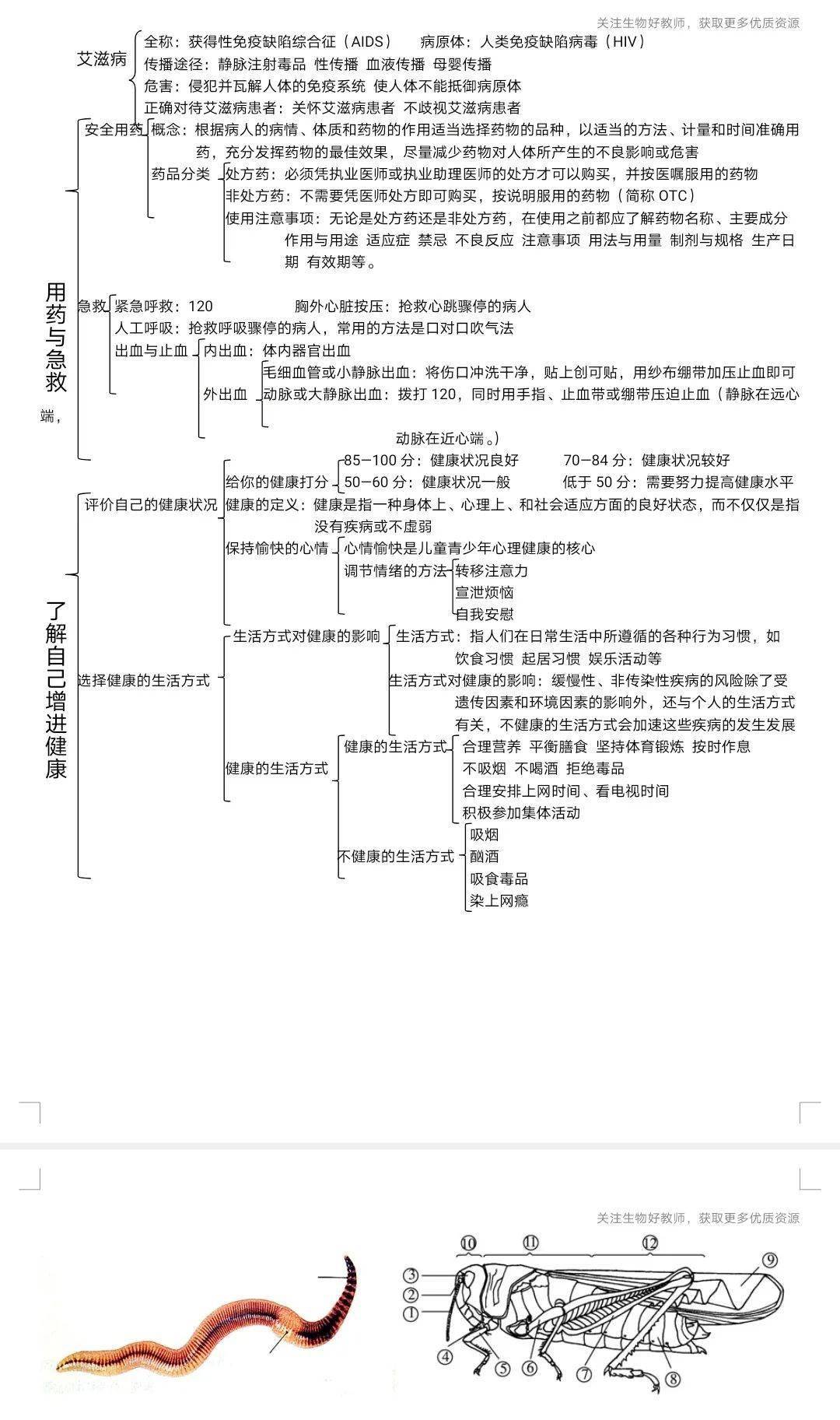 八年生物知识思维导图梳理可下载打印