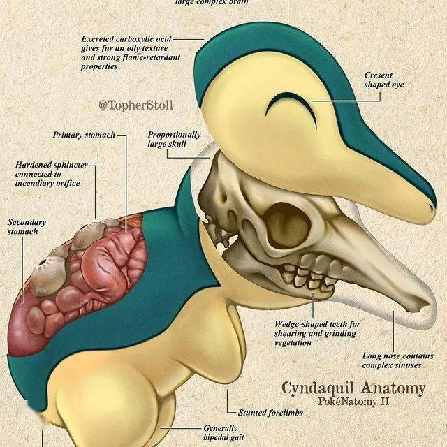 脑洞宝可梦解剖图胆小慎入
