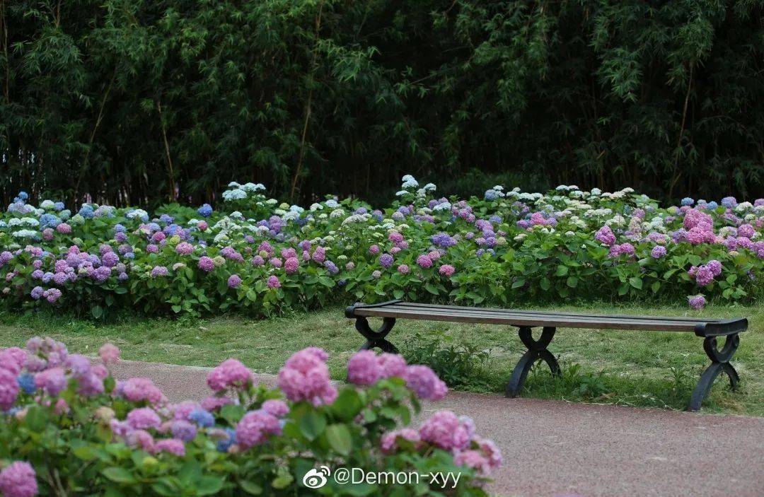 成都"绣球花海"来袭!70 品种,大多不要门票_公园