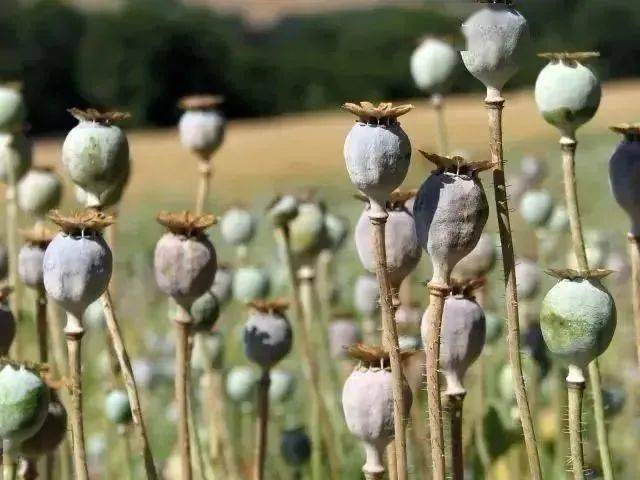 种植罂粟需要承担什么样的法律后果?