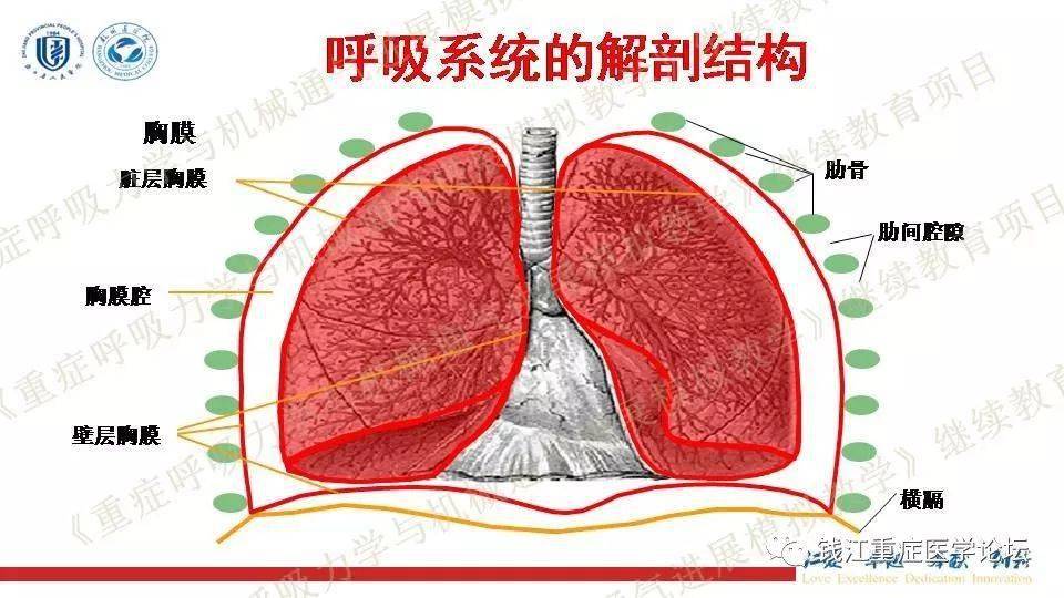 重症视角 | 呼吸系统解剖与生理基础