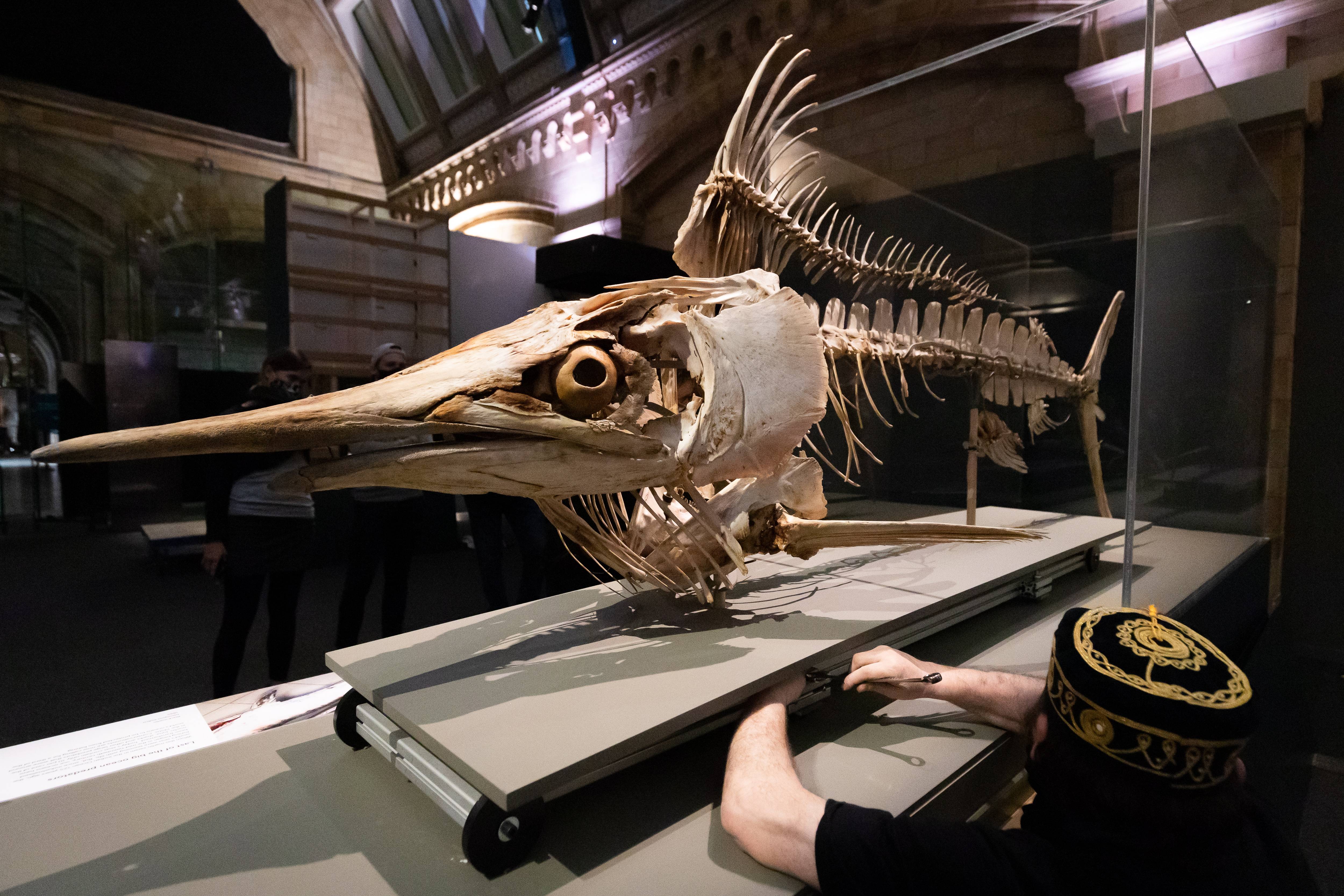 伦敦自然历史博物馆将重新开放
