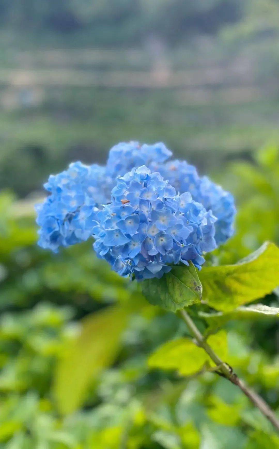 福州110000株绣球花盛绽!浪漫至极就在这里