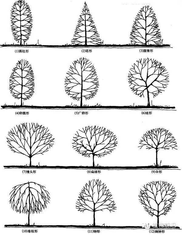 干货丨园林植物的形态特征配置原则