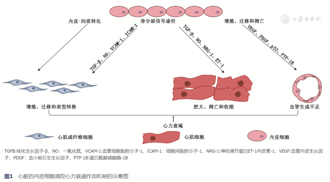 肥厚,血管生成,心肌细胞凋亡以及收缩等方面均发挥了重要作用(图1)