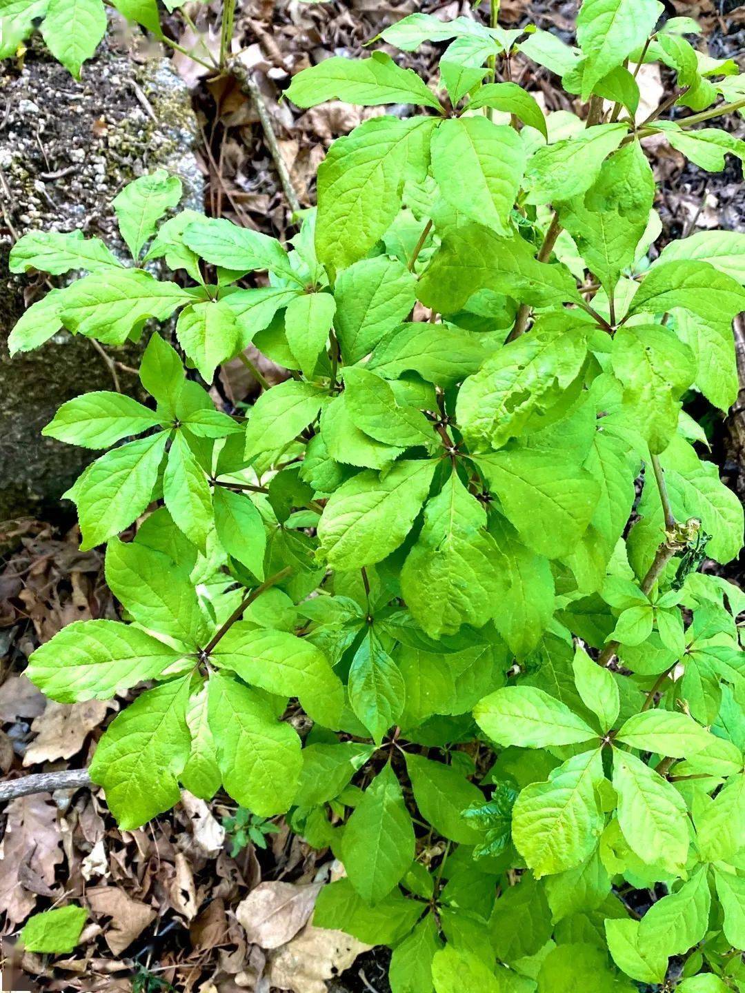 1周好物推荐 |夏天来了,快来做些低卡负担小的零食吧