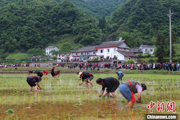 湖北五峰村民自办插秧节祈丰收留乡愁