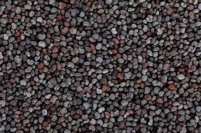 罂粟的种子:肾形,颗粒极微小,表面网纹明显,成蜂窝状,黑色或深灰色.