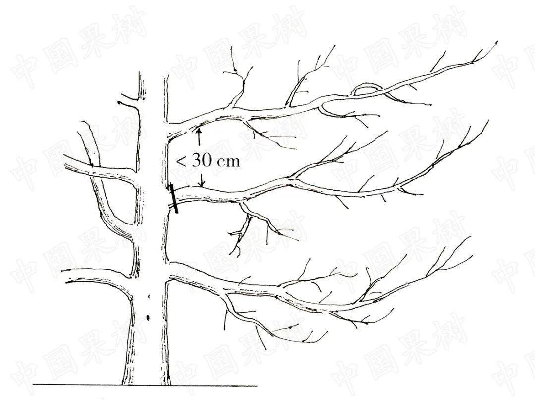 苹果树整形修剪纠错图解!