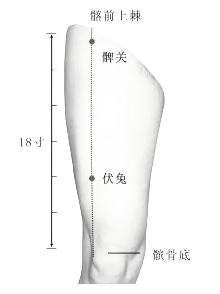 髀关