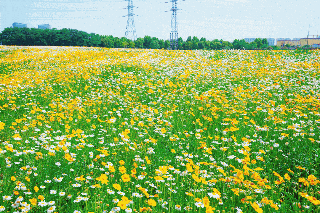 这片花海,美出天际!