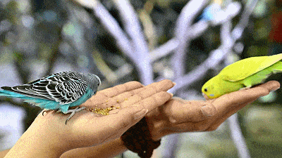 各种品种的鹦鹉,多达几十只. 调皮捣蛋的它们,还会歪着头来 卖萌