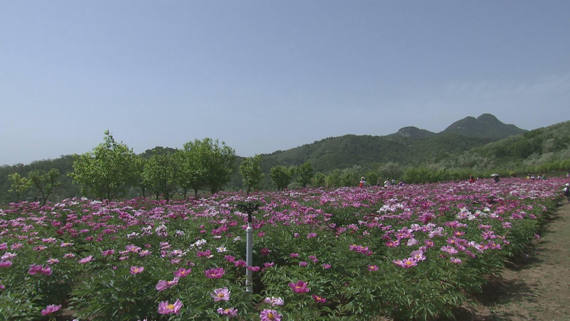 石河东沟:百亩芍药花海引客来_景观