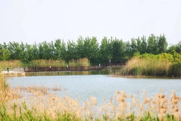 "生态绿肺"三河湿地公园,合肥最靓丽的一道风景线