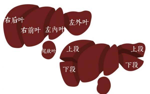 五叶四段示意图,图源:福建医科大学孟超肝胆医院